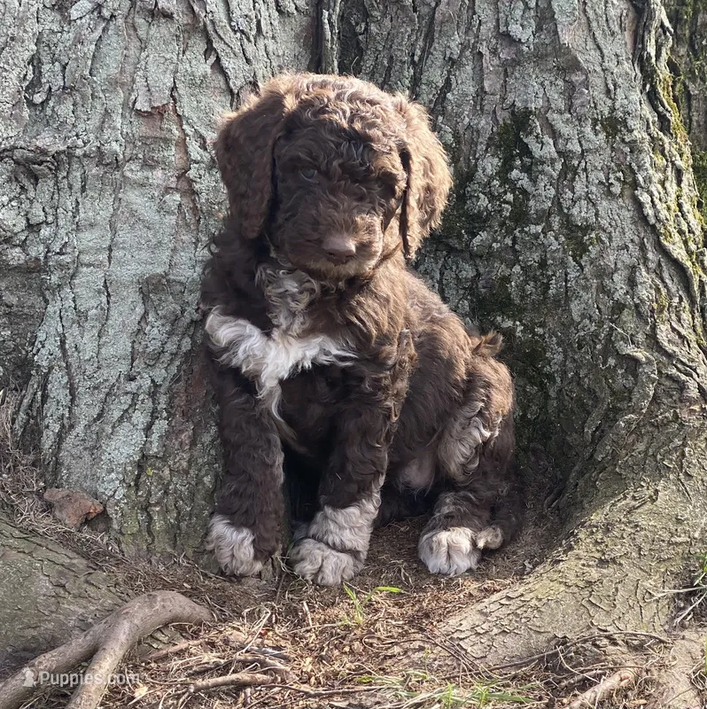 Moana – Labradoodle puppy for sale in Caro, MI