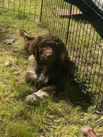 Moana, a female Labradoodle for sale in Caro, MI – 3 of 5