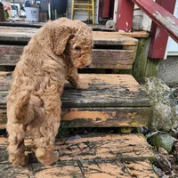 Peter Pan, a male Labradoodle for sale in Caro, MI – 2 of 6