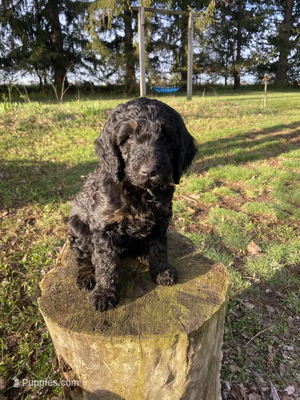Aurora  – Labradoodle puppy for sale in Caro, MI