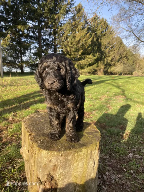Aurora  – Labradoodle puppy for sale in Caro, MI