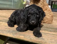 Aurora , a female Labradoodle for sale in Caro, MI – Photo 2 of 2