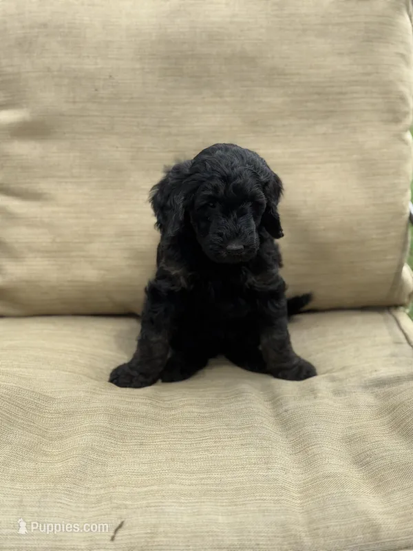 Aurora  – Labradoodle puppy for sale in Caro, MI