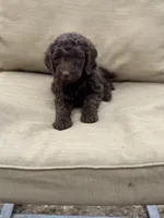 Maid Marian , a female Labradoodle for sale in Caro, MI – Photo 2 of 2