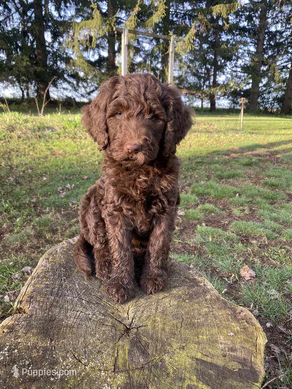 Maid Marian  – Labradoodle puppy for sale in Caro, MI
