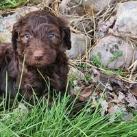 Maid Marian , a female Labradoodle for sale in Caro, MI – Photo 1 of 2