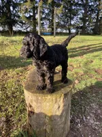 Aurora , a female Labradoodle for sale in Caro, MI – 5 of 5