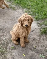 Mowgli, a male Labradoodle for sale in Caro, MI – 3 of 5