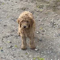 Mowgli, a male Labradoodle for sale in Caro, MI – 5 of 5