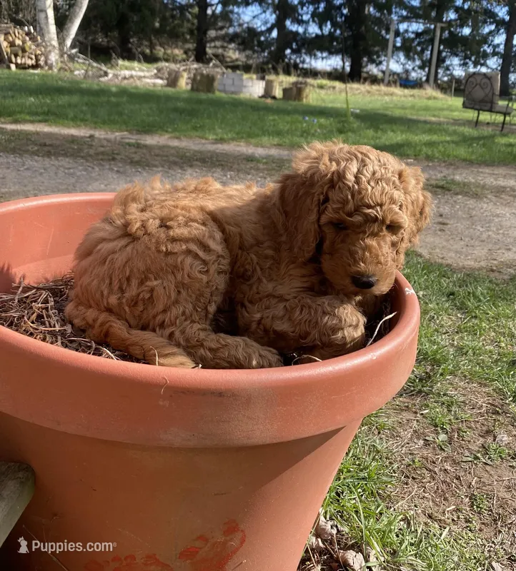 Mogli, a male Labradoodle for sale in Caro, MI – Photo 1 of 2