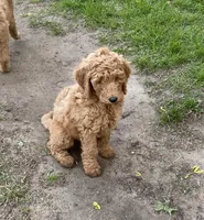 Mowgli, a male Labradoodle for sale in Caro, MI – 4 of 5