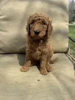 Mogli, a male Labradoodle for sale in Caro, MI – Photo 2 of 2