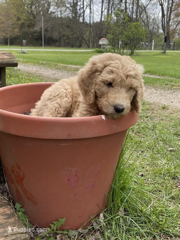 Aladdin – Labradoodle puppy for sale in Caro, MI