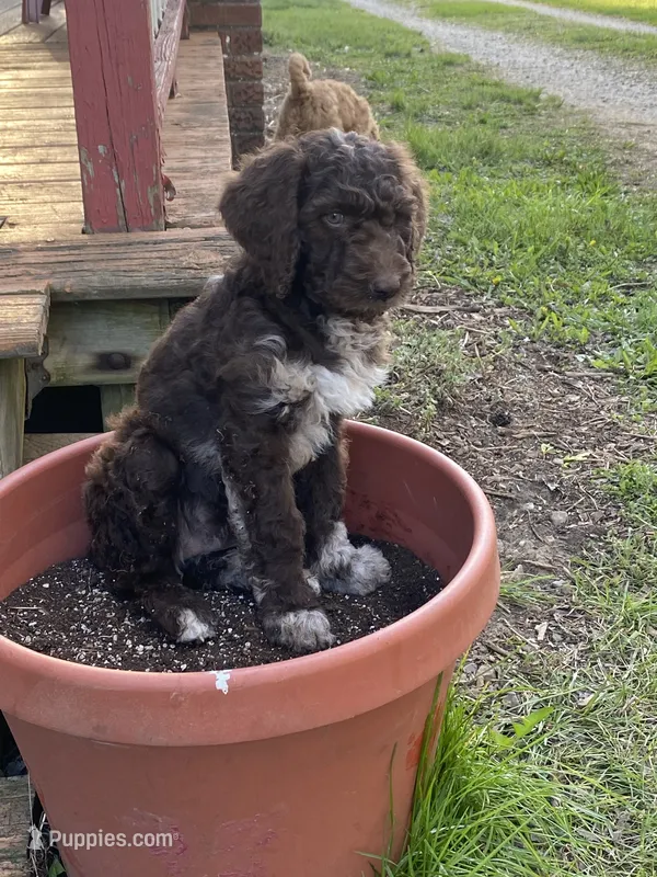 Moana – Labradoodle puppy for sale in Caro, MI