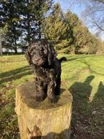 Aurora , a female Labradoodle for sale in Caro, MI – 4 of 5