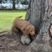 Jasmine , a female Labradoodle for sale in Caro, MI – Photo 2 of 3