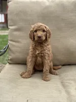 Jasmine , a female Labradoodle for sale in Caro, MI – Photo 3 of 3