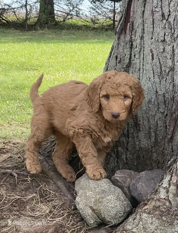 Jasmine  – Labradoodle puppy for sale in Caro, MI