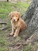 Peter Pan, a male Labradoodle for sale in Caro, MI – 6 of 6