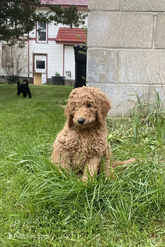 Mowgli – Labradoodle puppy for sale in Caro, MI