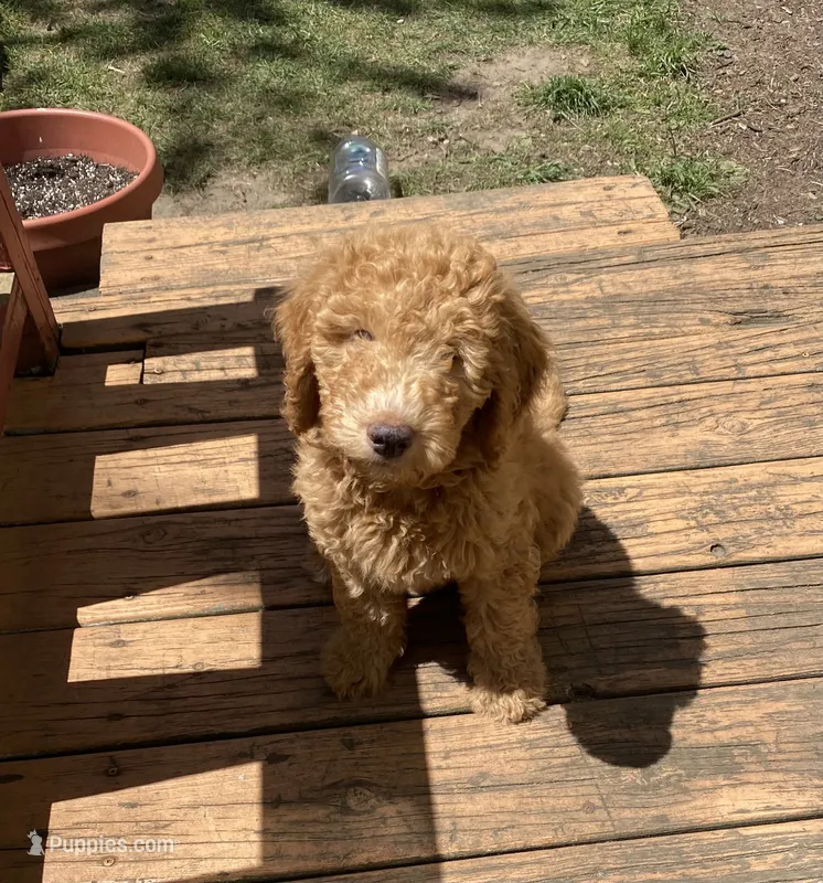 Peter Pan – Labradoodle puppy for sale in Caro, MI