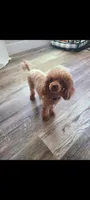 Gemma (the perfect dog!), a female Poodle - Toy  for sale in Clarksville, TN – 5 of 5
