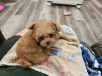 Micro tcup Delilah, a female Maltipoo for sale in Clarksville, TN – 7 of 10