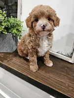 Simon, a male Maltipoo for sale in Clarksville, TN – 2 of 6