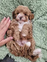 Simon, a male Maltipoo for sale in Clarksville, TN – 5 of 6