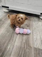 Micro tcup Delilah, a female Maltipoo for sale in Clarksville, TN – 6 of 10