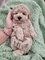 Theodore (Teddy), a female Maltipoo for sale in Clarksville, TN – 7 of 9