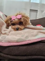 TINY Daphne , a female Maltipoo for sale in Clarksville, TN – 9 of 9