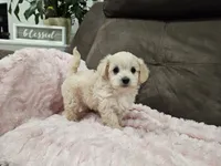 Zoey, a female Maltipoo for sale in Clarksville, TN – 4 of 4