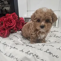 Tcup Lil Joe, a male Maltipoo for sale in Clarksville, TN – Photo 9 of 10