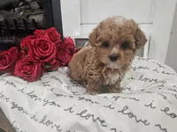 Tcup Lil Joe, a male Maltipoo for sale in Clarksville, TN – Photo 2 of 10