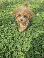 Tcup Lil Joe, a male Maltipoo for sale in Clarksville, TN – Photo 3 of 10