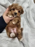 Tcup Lil Joe, a male Maltipoo for sale in Clarksville, TN – Photo 7 of 10