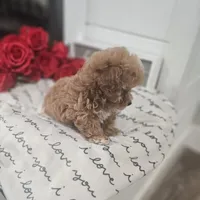 Tcup Lil Joe, a male Maltipoo for sale in Clarksville, TN – Photo 10 of 10