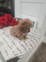 Tcup Lil Joe, a male Maltipoo for sale in Clarksville, TN – Photo 4 of 10