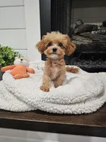 Tcup Lil Joe, a male Maltipoo for sale in Clarksville, TN – 2 of 9