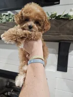 Tcup Lil Joe, a male Maltipoo for sale in Clarksville, TN – Photo 4 of 10