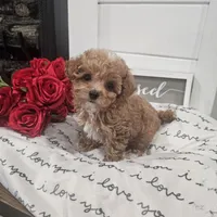 Tcup Lil Joe, a male Maltipoo for sale in Clarksville, TN – Photo 6 of 10