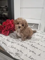 Tcup Lil Joe, a male Maltipoo for sale in Clarksville, TN – Photo 1 of 10