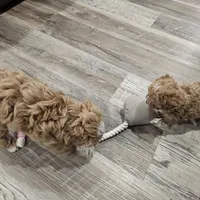 Tcup Lil Joe, a male Maltipoo for sale in Clarksville, TN – Photo 7 of 10