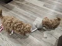 Tcup Lil Joe, a male Maltipoo for sale in Clarksville, TN – Photo 6 of 10