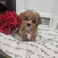 Tcup Lil Joe, a male Maltipoo for sale in Clarksville, TN – Photo 5 of 10