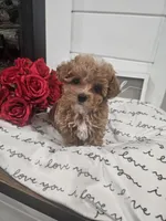 Tcup Lil Joe, a male Maltipoo for sale in Clarksville, TN – Photo 3 of 10