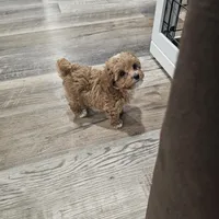 Tcup Lil Joe, a male Maltipoo for sale in Clarksville, TN – Photo 8 of 10