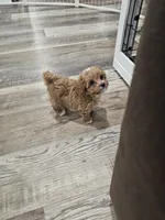 Tcup Lil Joe, a male Maltipoo for sale in Clarksville, TN – Photo 5 of 10