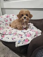 Tcup Lil Joe, a male Maltipoo for sale in Clarksville, TN – Photo 2 of 10